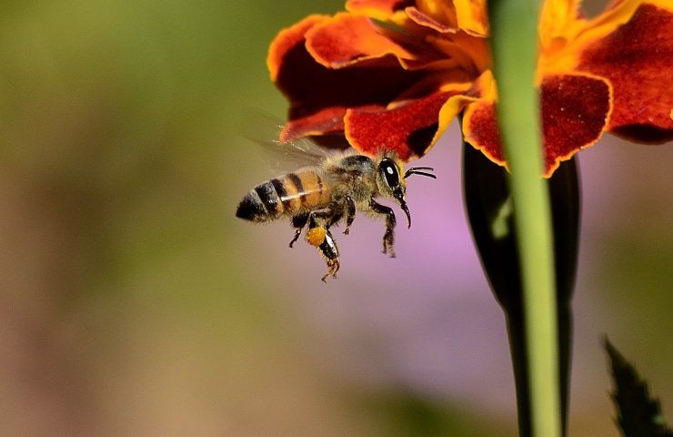 piante da evitare in giardino per le api