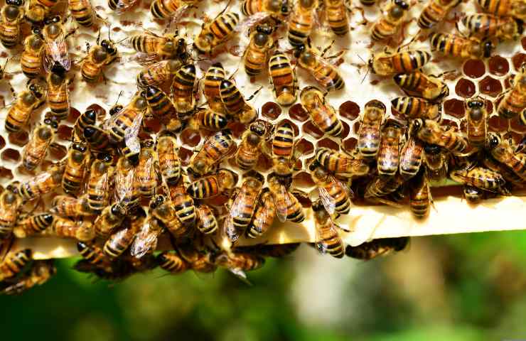 piante che attirano le api