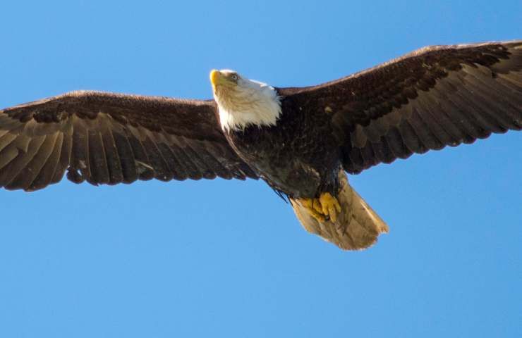 Aquila calva diventa papà