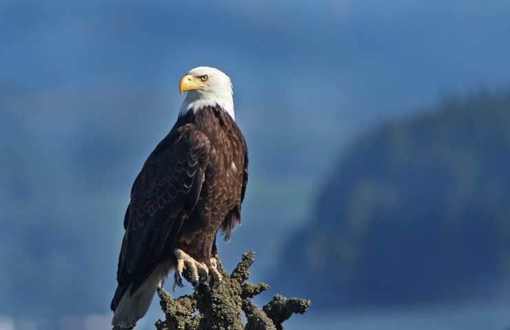 Aquila cova un uovo