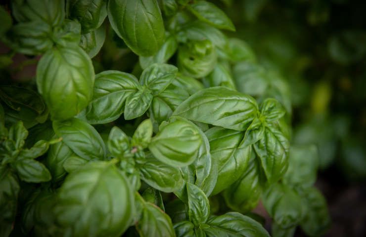 Piante prevenire zanzare basilico citronella menta lavanda rosmarino