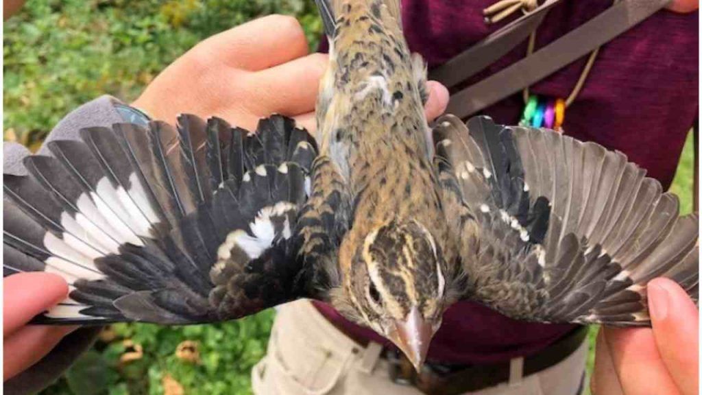 Maschio Cardinale Nordico Rosso Intelligente Dell'uccello Di Canto Variopinto Immagine Stock - Foto 3