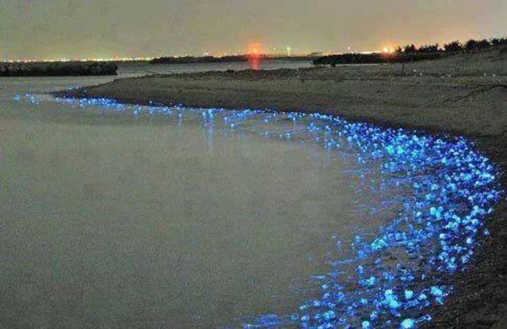 Bioluminescenza marina: il fenomeno spettacolare