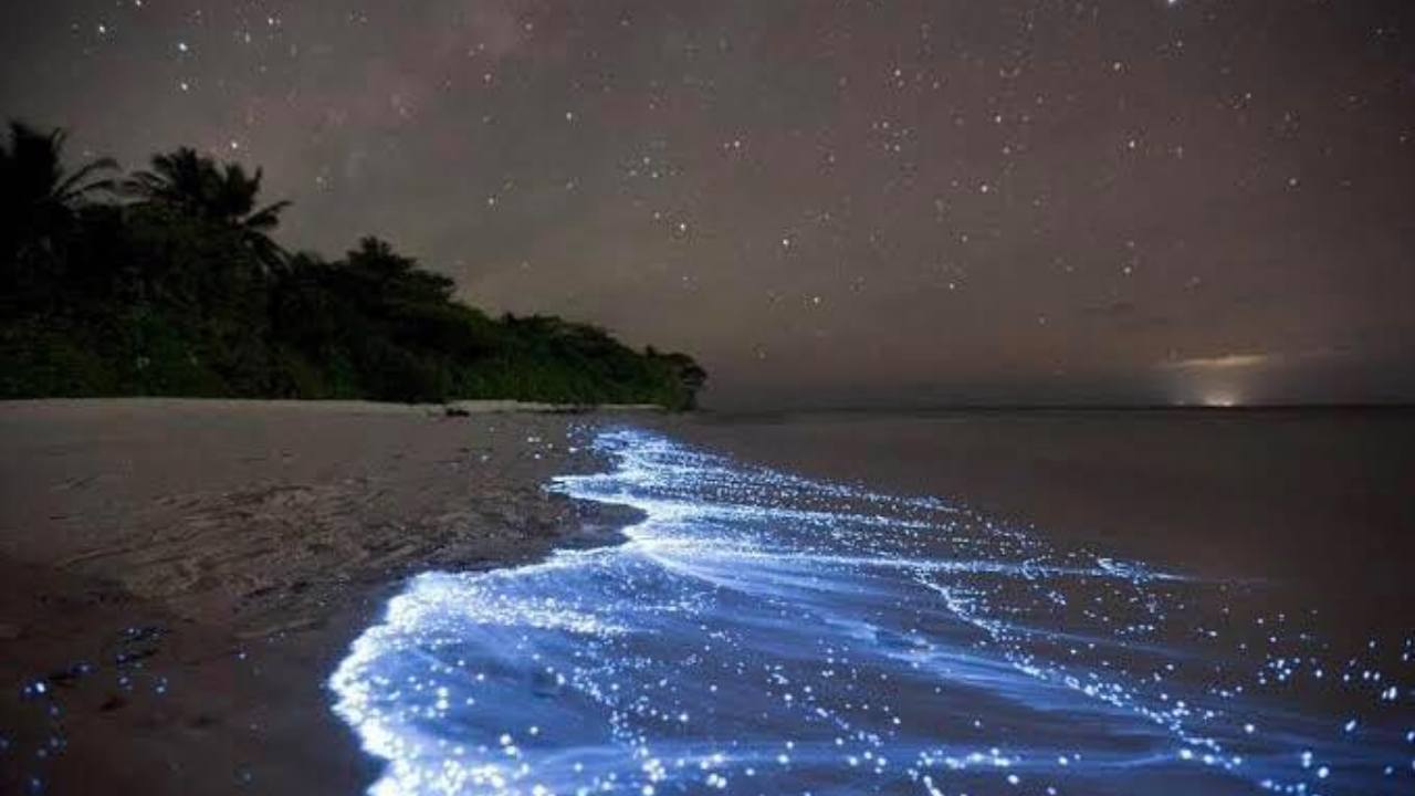 Bioluminescenza marina: il fenomeno spettacolare