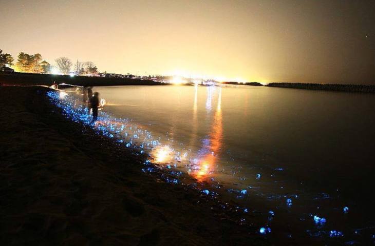 Bioluminescenza marina: in cosa consiste il fenomeno