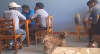 Show del cagnolino al ristorante: difficile non commuoversi – VIDEO