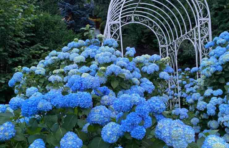 Camelie: il giardino di Firenze dove sono protagoniste