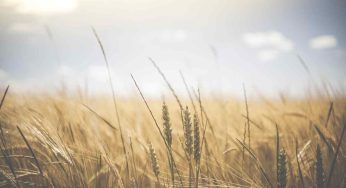 Incredibile scoperta in un campo di grano: trovato un vero e proprio tesoro