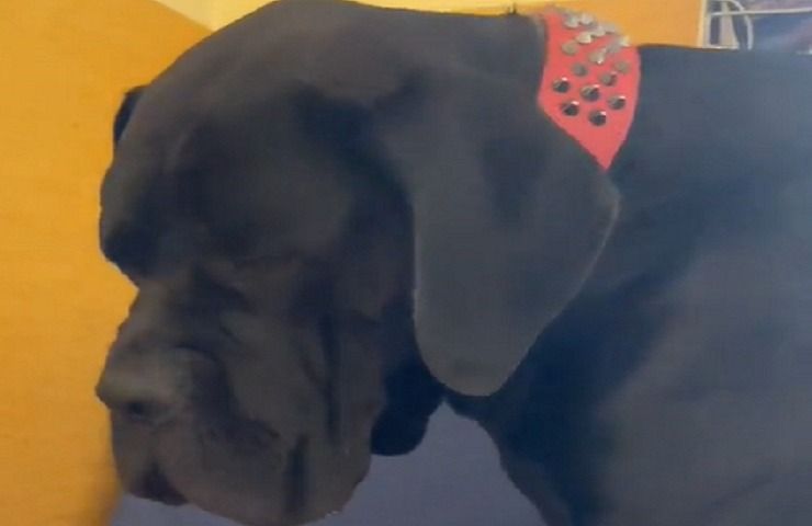 Cane corso 15 cuccioli gravidanza