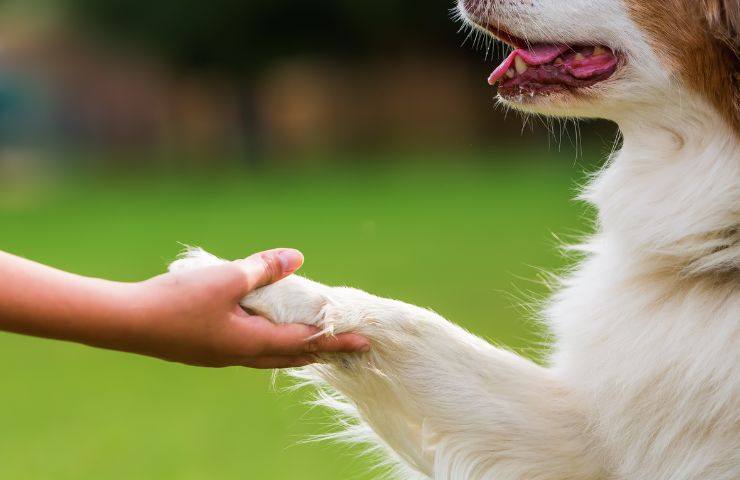 metodo cani campanello abbaiare 