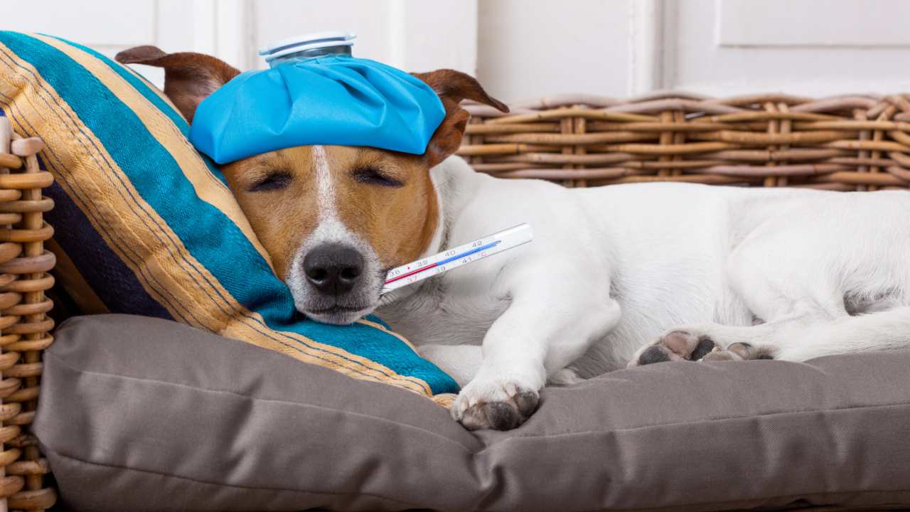 Gli animali possono avere la febbre? Da quale temperatura c'è da preoccuparsi