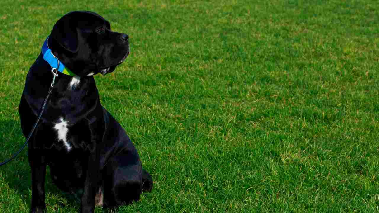 Cane Corso sorpresa cucciolata 