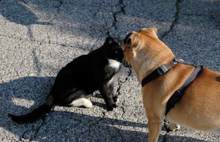 Cane e gatto 