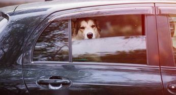 Pasqua, in viaggio con gli animali: le accortezze non solo in auto