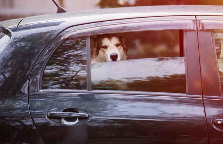 Pasqua viaggio animali comportamenti