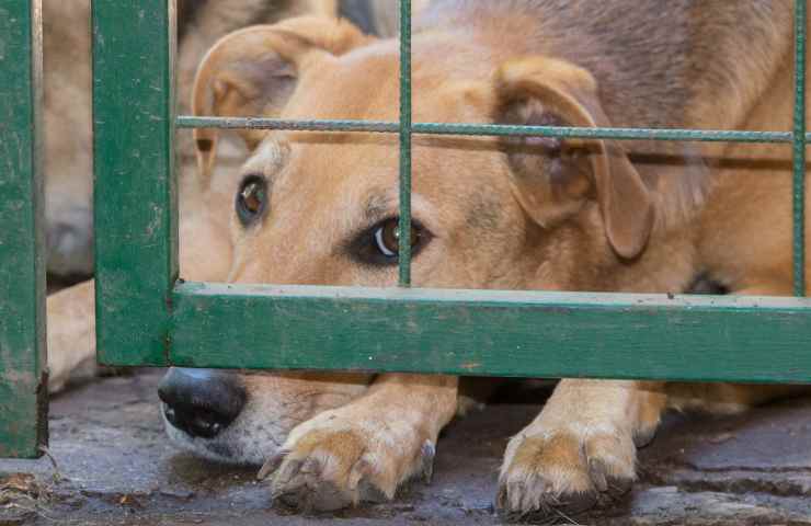 Animali uccisione abbandono maltrattamenti pene