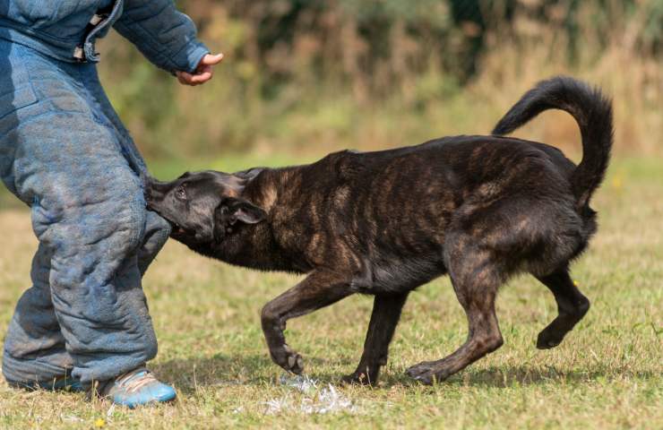 morso del cane conseguenze