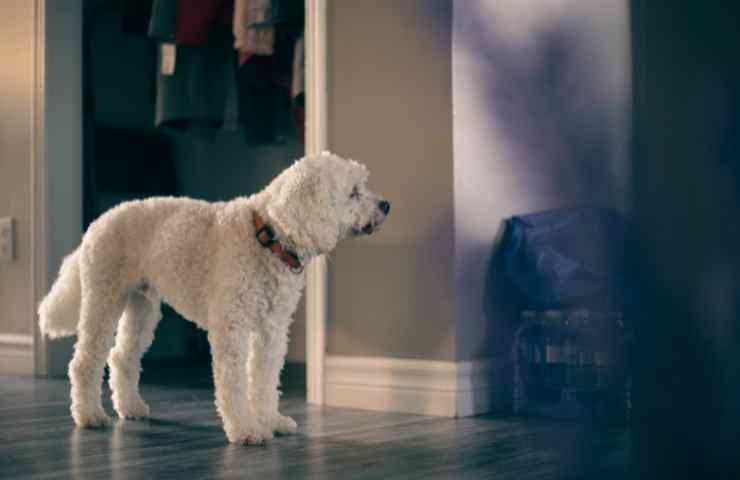 Cane solo casa ore solitudine