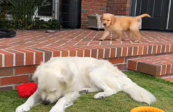 Cucciolo agguato video scherzo Golde Retriever