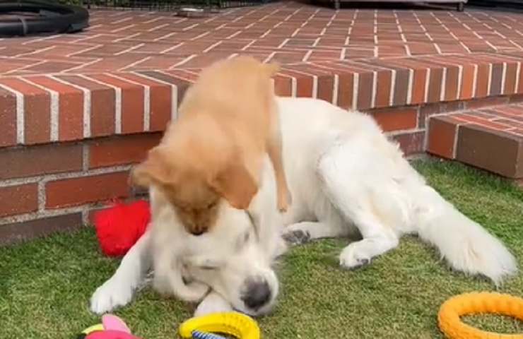 Cucciolo agguato video scherzo Golde Retriever