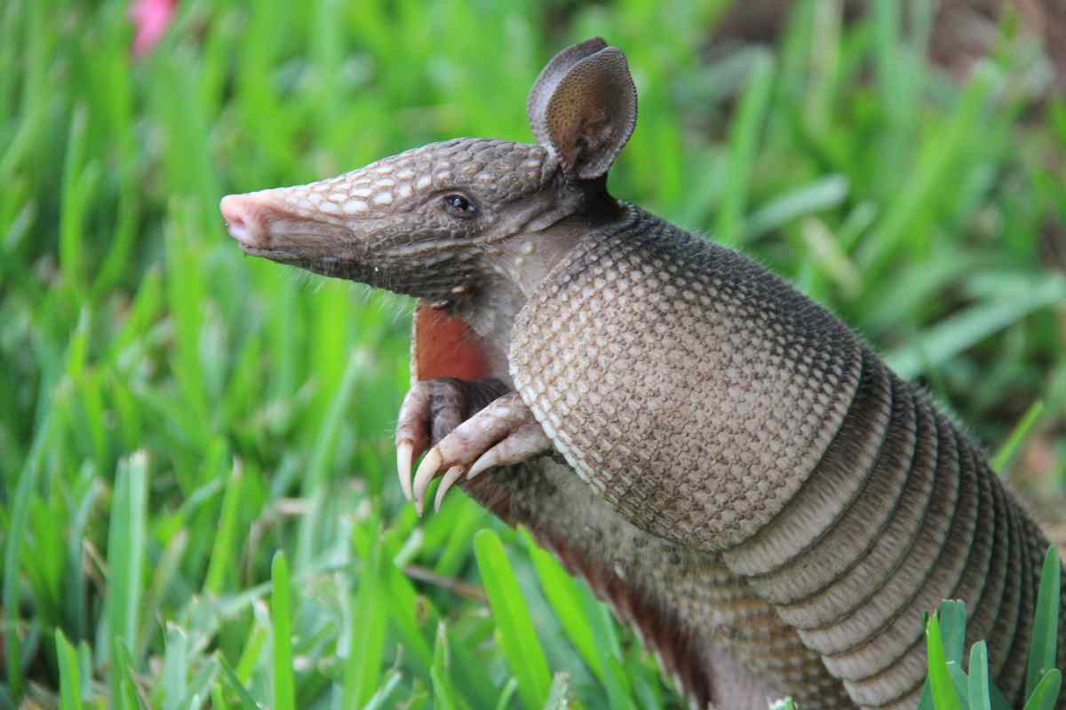 Caratteristiche e curiosità sull'armadillo