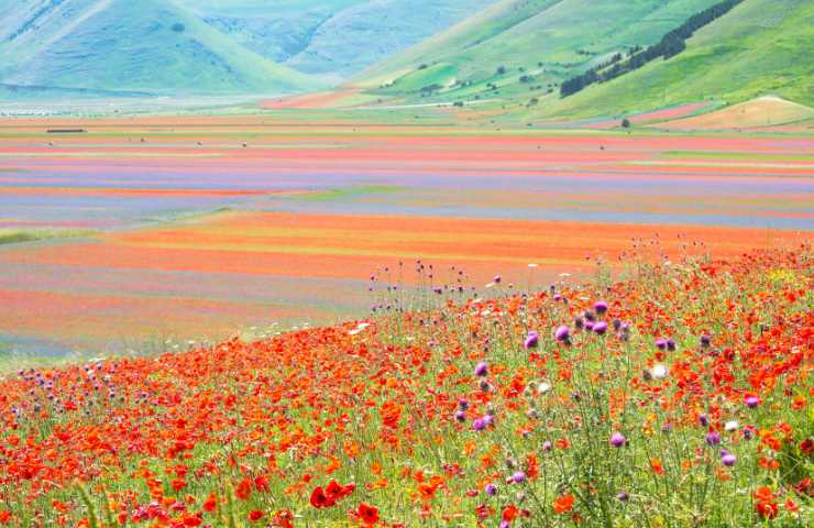 Castelluccio di Norcia