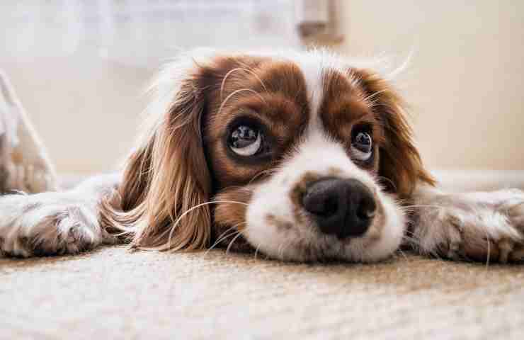 Cavalier King 