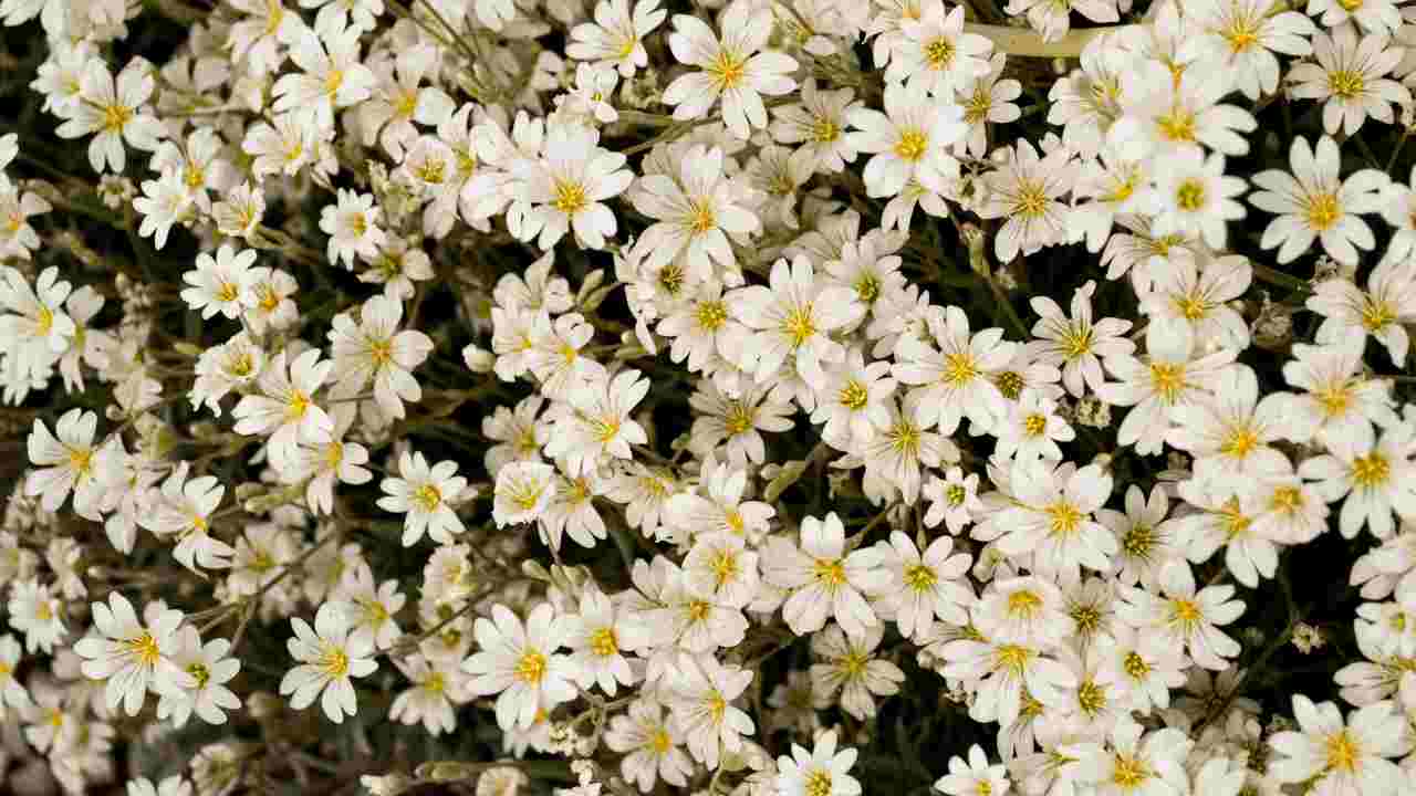 Cerastium tomentosum caratteristiche pianta sempreverde erbacea fiori bianchi