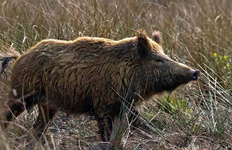  animali Italia pericolo consigli