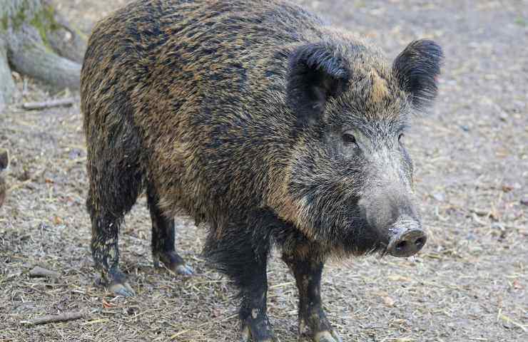 Perugia cinghiale parto cuccioli video