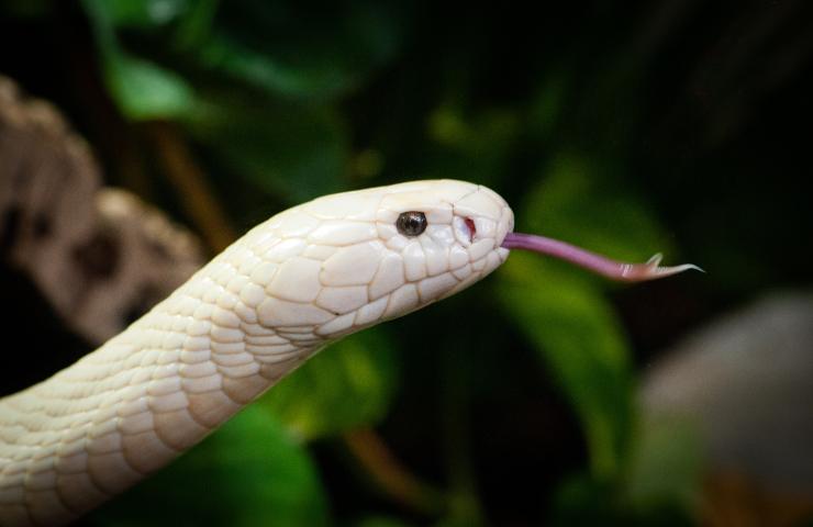 Cobra Leucistico nati cuccioli Reptiles Expo