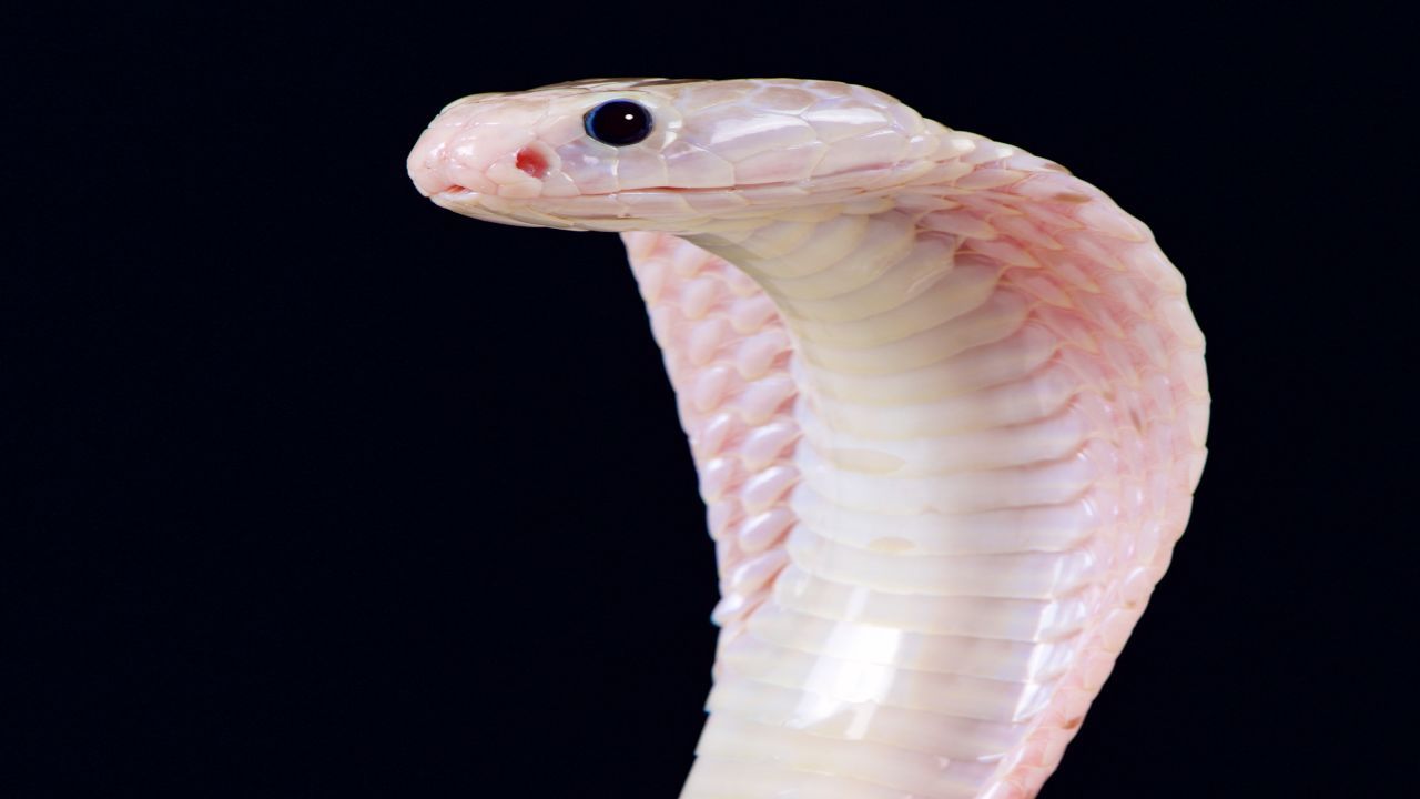 Cobra Leucistico nati cuccioli evento Reptiles Expo