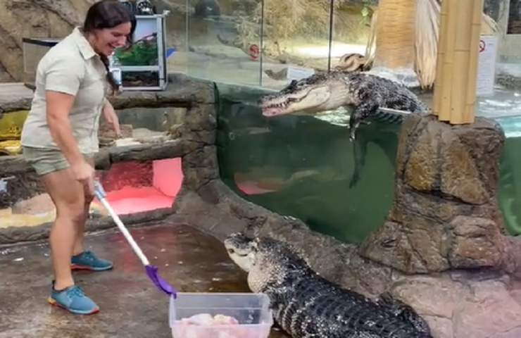 Addicted hungry crocodile video