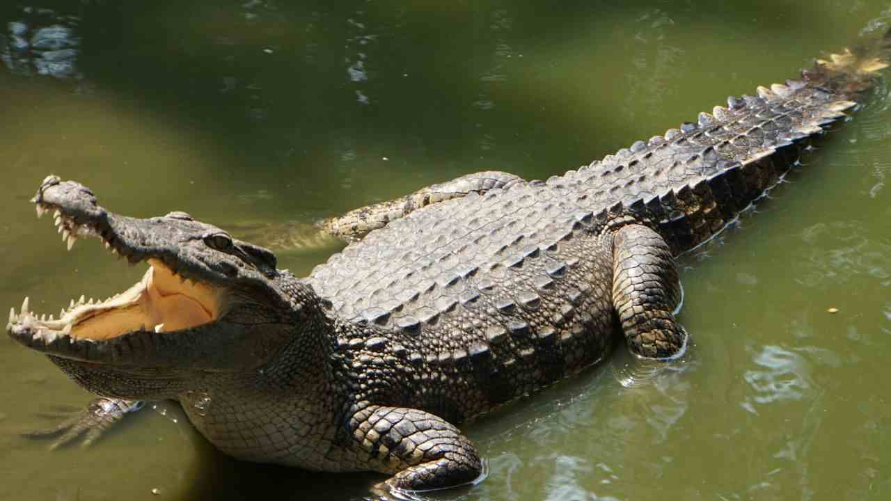 Coccodrillo affamato video dipendente