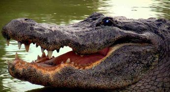 La dipendente deve dare da mangiare ai coccodrilli: nulla va come previsto VIDEO