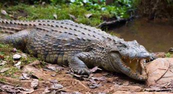 Ha il morso più letale: il coccodrillo potrebbe avere questo primato