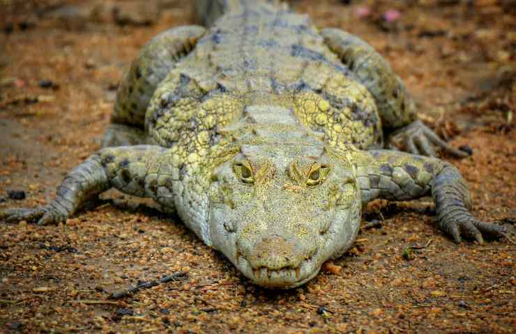 Coccodrillo 