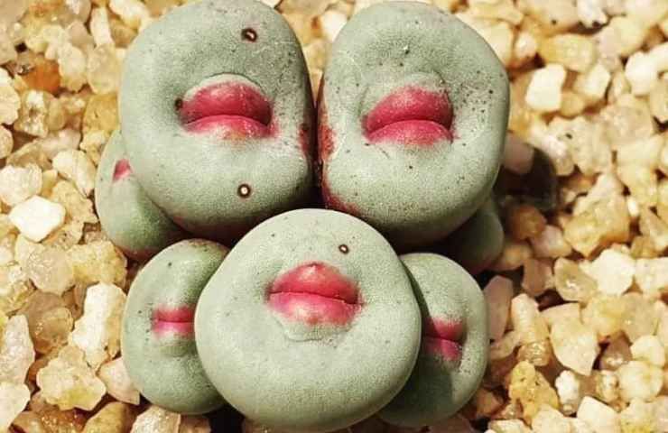 Conophytum pageae caratteristiche pianta grassa labbra