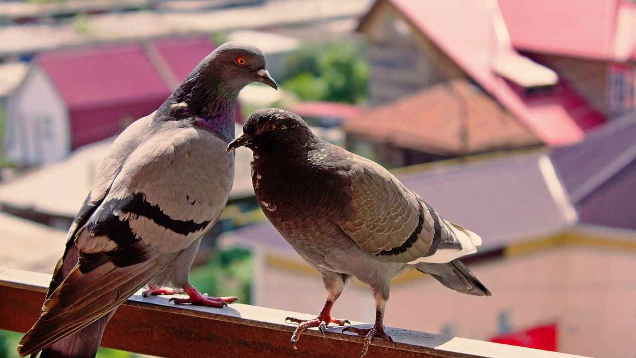 Coppia di piccioni