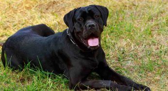 Erano in attesa dei suoi 4 cuccioli: al parto la “sorpresa” è numerosa – VIDEO