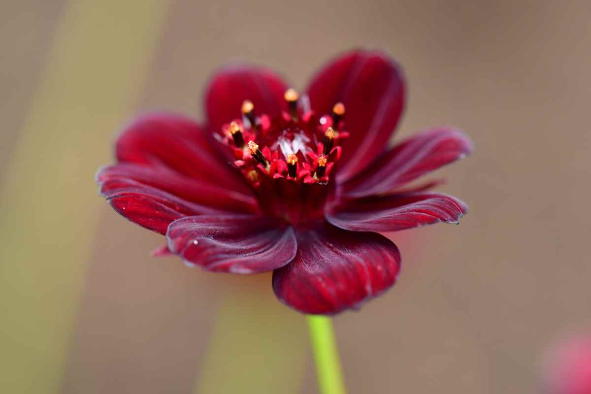 Cosmos Atrosanguineus