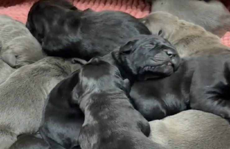 Cane corso 15 cuccioli gravidanza