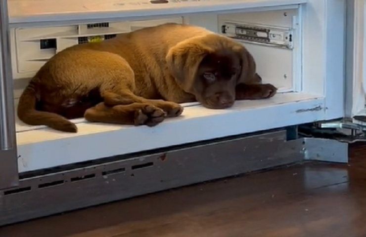 Cucciolo cane frigorifero video TikTok