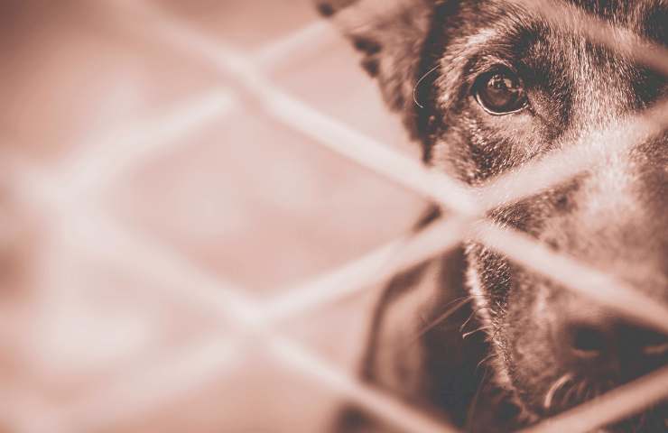 Abbandono cani