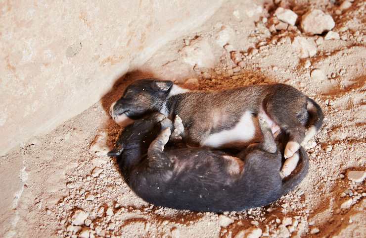 Cuccioli abbandonati