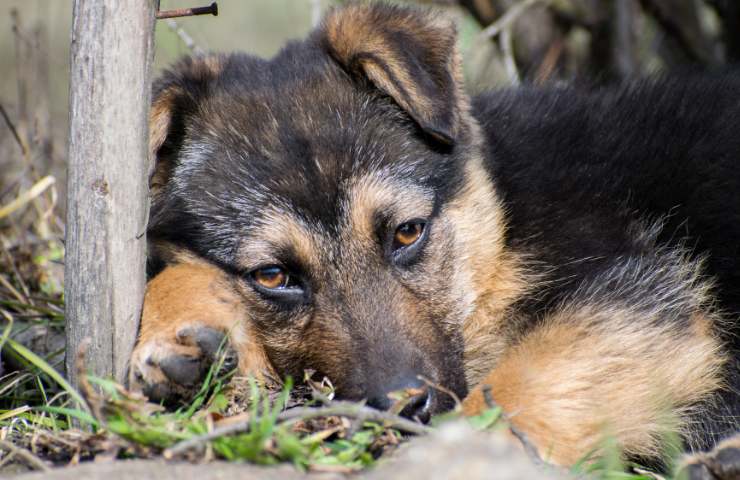 Abbandono dei cuccioli