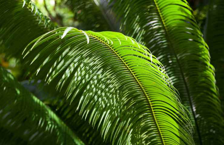 Cycas foglie gialle rimedi