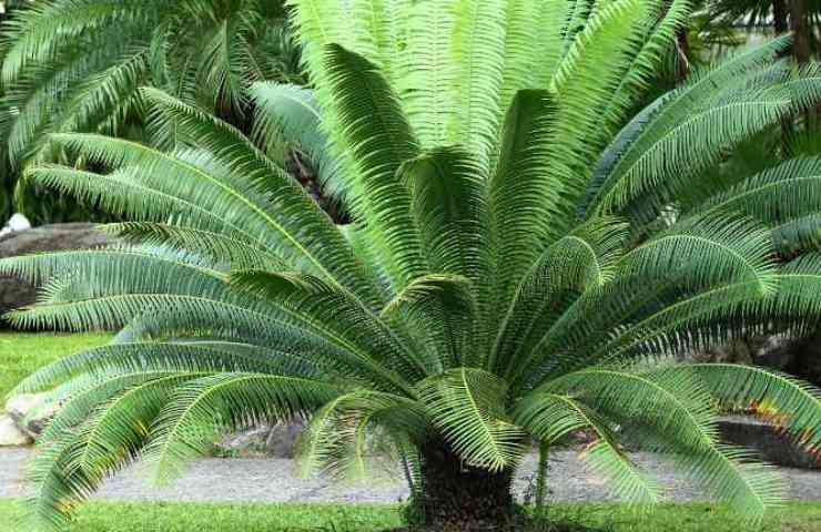 Cycas foglie gialle rimedi