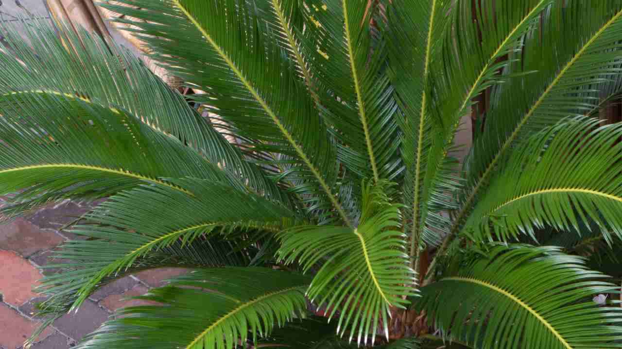 Cycas foglie gialle rimedi