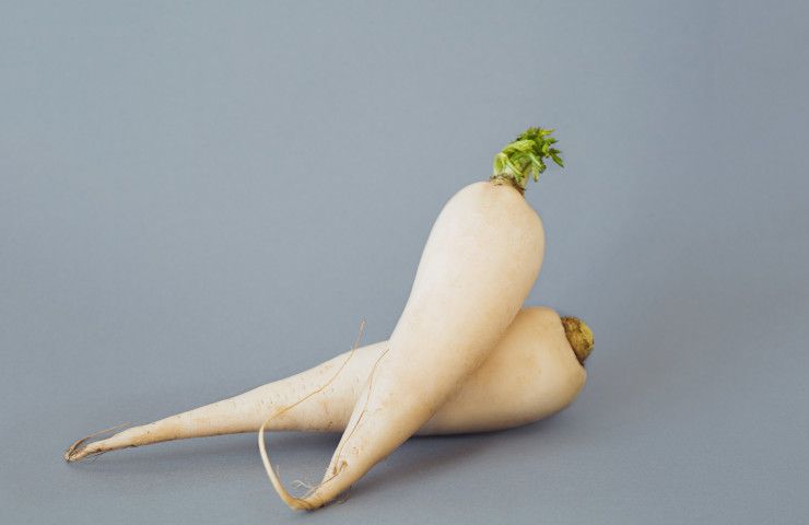 Daikon gigante record ravanello azienda Giappone